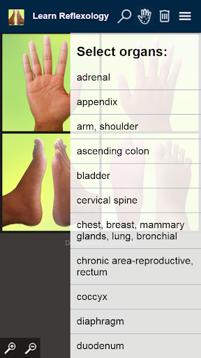 Learn Reflexology Areas