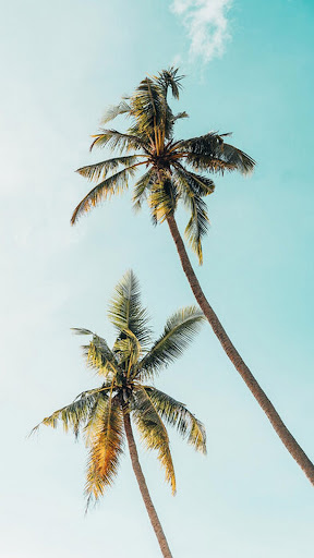 Android application Palm Tree Wallpaper screenshort