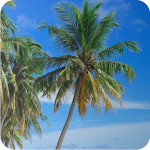 Cover Image of Download Coconut Tree Wallpaper  APK