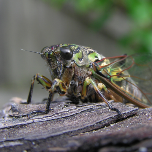Cicada Bug Insect Sounds logo