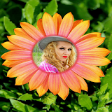 Sunflower photo frames icon