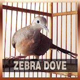 Zebra Dove Song Collections icon