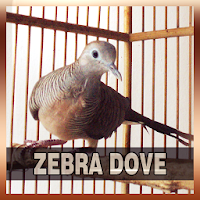 Zebra Dove Song Collections