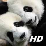 panda wallpapers HD free special for you icon