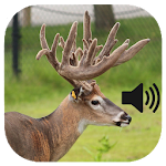 Cover Image of Download Whitetail Deer Calls  APK