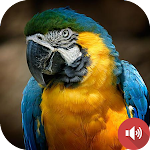 Cover Image of Télécharger Macaw Bird Sounds  APK