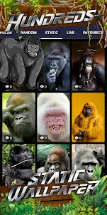 gorilla wallpaper