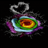 Multicolor Water Rose LWP icon