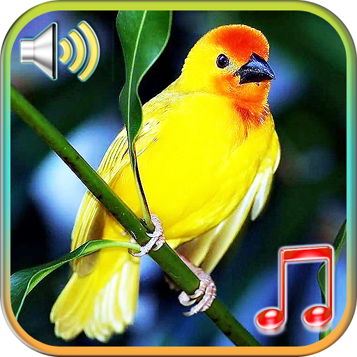 Birds Sounds Ringtones - Apps on Google Play