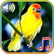 Birds Sounds Ringtones & Wallpapers  for PC Windows and Mac