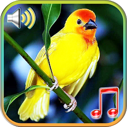 Icon image Birds Sounds Ringtones