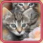 Cover Image of Télécharger Cats n Kitty Voice  APK