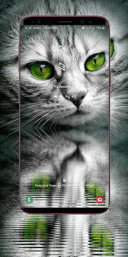 Cute Kitten Wallpapers HD