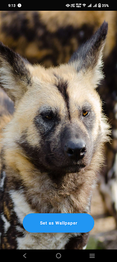 Android application African Wild Dog Wallpaper screenshort