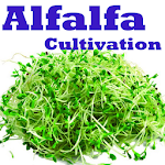 Cover Image of Скачать Alfalfa cultivation  APK