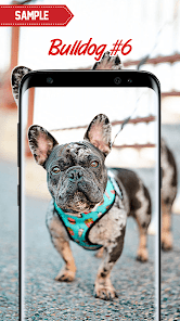Captura de Pantalla 12 Bulldog Wallpaper android