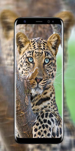 Fondos de Pantalla de Animales