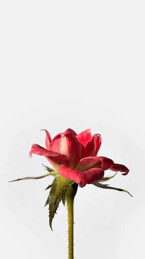Android application single red rose wallpaper screenshort