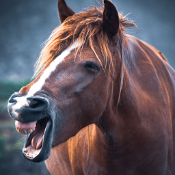 Imagen de ícono de Sonidos de caballos