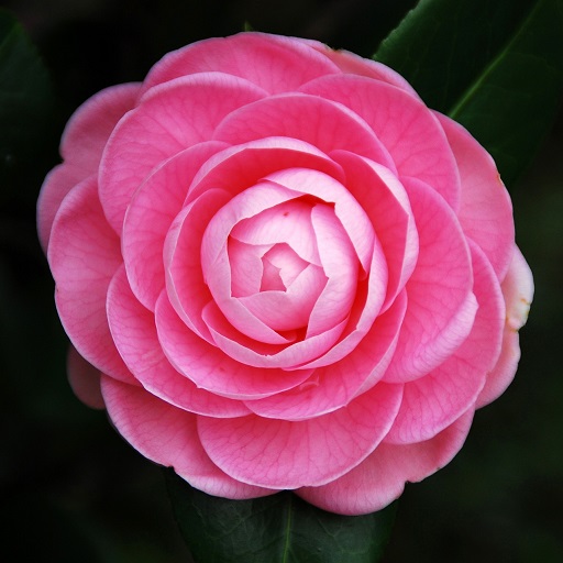 Camellia Flower Wallpapers logo