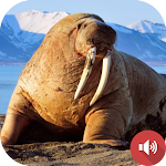 Cover Image of Download Walrus Sounds  APK