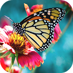 Cover Image of ダウンロード Butterfly Wallpapers 1.0 APK