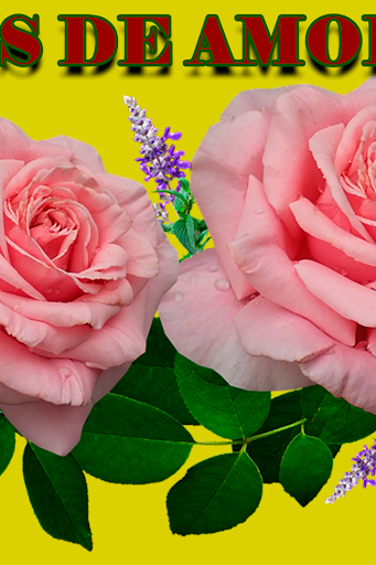 Frases-rosas de amor hermosas Screen 2