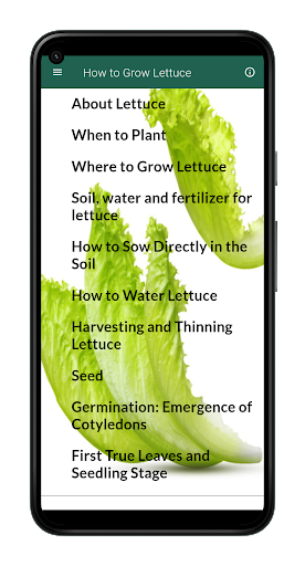 How to Grow Lettuce Screen 2
