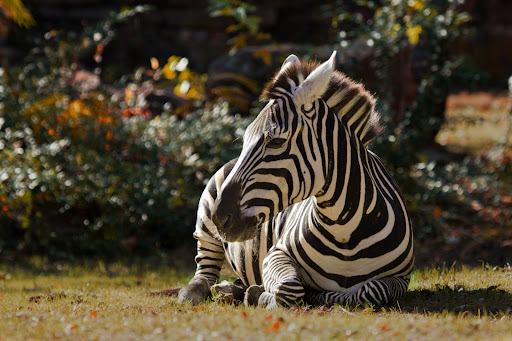 Zebra Wallpapers 9