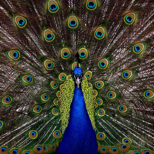 peacock wallpapers