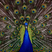peacock wallpapers
