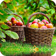 Fruit Apple Wallpaper Best HD