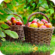 Fruit Apple Wallpaper Best HD