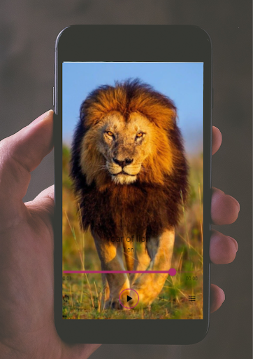 Android application animal sounds list screenshort