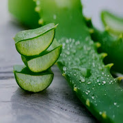 Aloe vera Uses