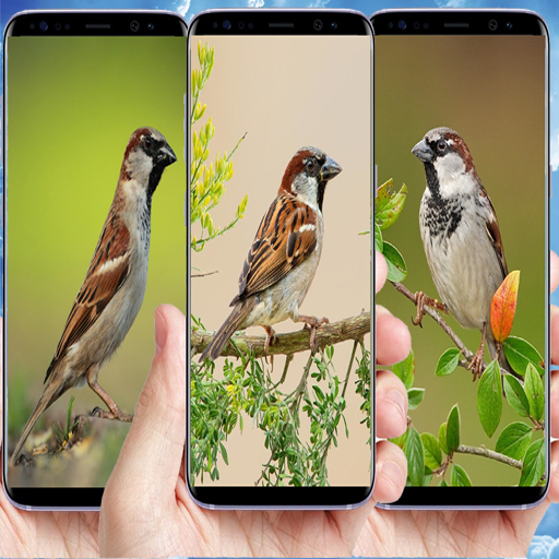 500+Sparrow Wallpaper Download on Windows