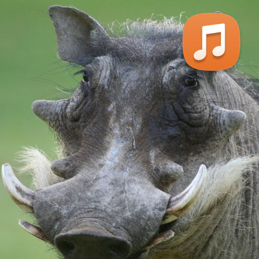 Wild Boar Sounds App logo
