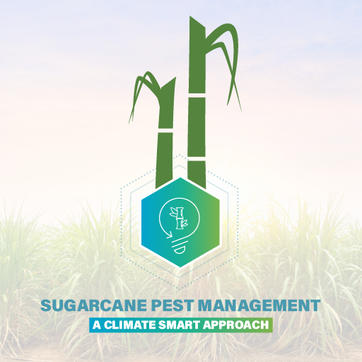 Sugarcane Info App logo