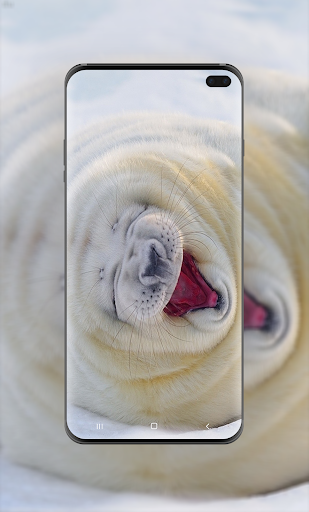 Harp Seal Wallpaper HD