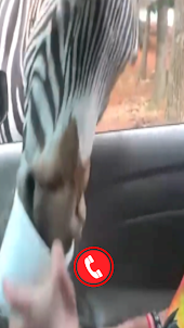Zebra Fake Video Call