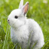 Cute Rabbit Live Wallpeper icon