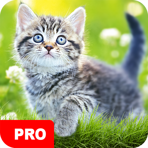 Cat Wallpapers PRO 5.7.91 Icon