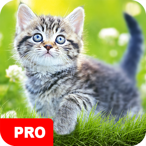 Cat Wallpapers PRO logo