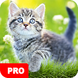Cat Wallpapers PRO icon