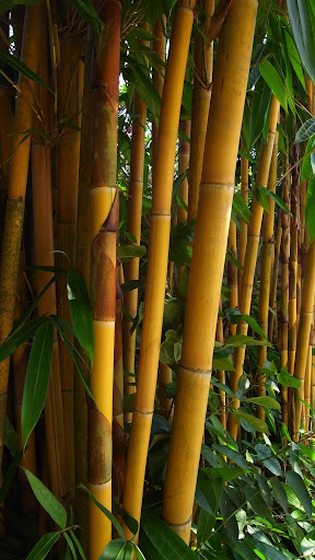 Bamboo Wallpapers