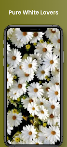 Aesthetic Flower Wallpapers