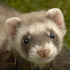 Ferrets Wallpapers - Androidアプリ