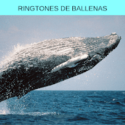 Ringtones de ballenas, tonos y sonidos de ballenas