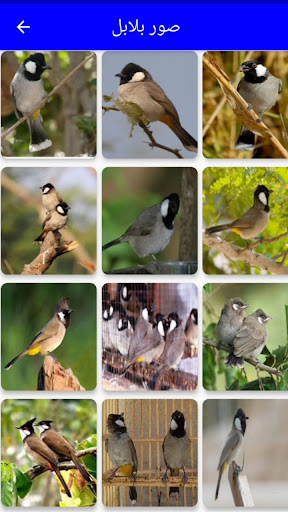 بلابل العراق