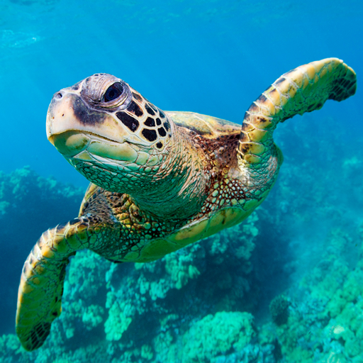 The Turtle Logo